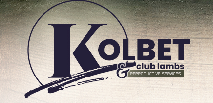 Kolbet Club Lambs